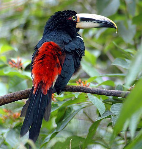 Beautiful Birds Fond D’écran In The Beauté De La Nature à Fond D'?Cran Oiseaux Exotiques