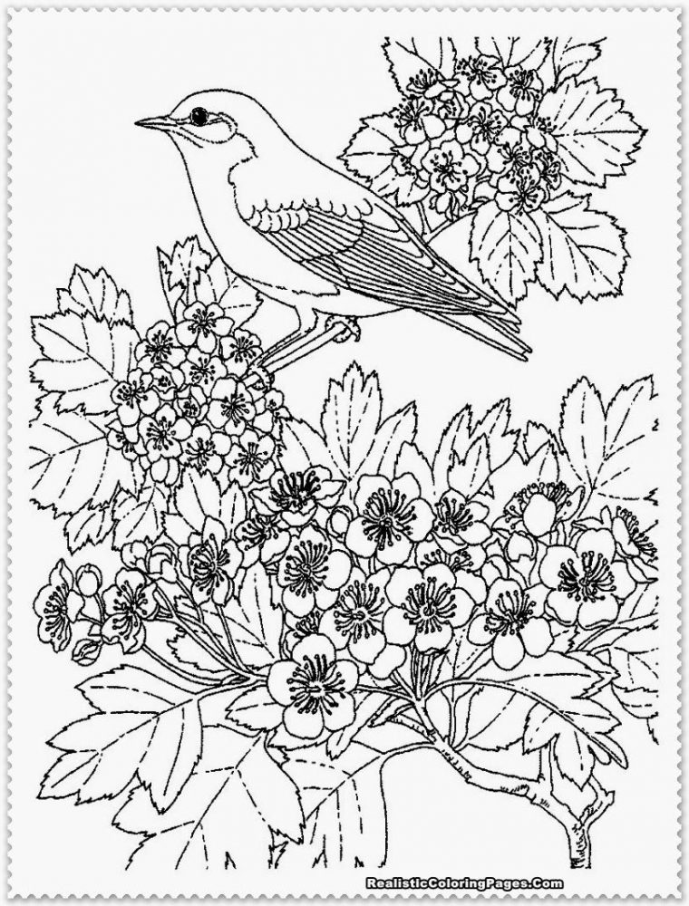 Bird Coloring Pages Realistic | Bird Coloring Pages, Adult destiné Coloriage Adultes À Imprimer