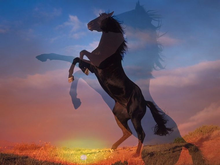 Blog Not Found intérieur Photo De Chevaux A Imprimer