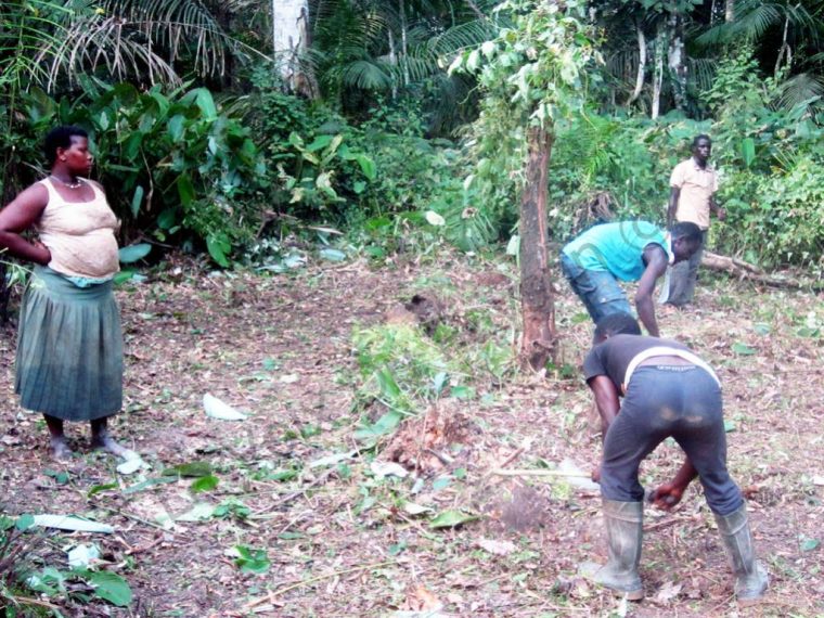 Cameroun : Quels Projets Agricoles Lancer Sur Un Hectare concernant La Voix Du Paysan Cameroun