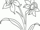 Canalred &gt; Plantillas Para Colorear De Flores, Dibujos à Dessin Jonquille Fleur
