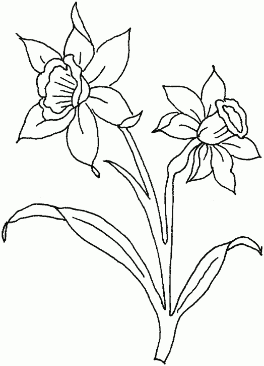 Canalred > Plantillas Para Colorear De Flores, Dibujos à Dessin Jonquille Fleur