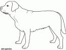 Chien Dessin Facile Beau Photographie Coloriage Dessin pour Coloriage Labrador A Imprimer