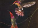 Colibris And Birds Of Paradise This Print Is The Original à Coloriage Oiseaux Tropicaux