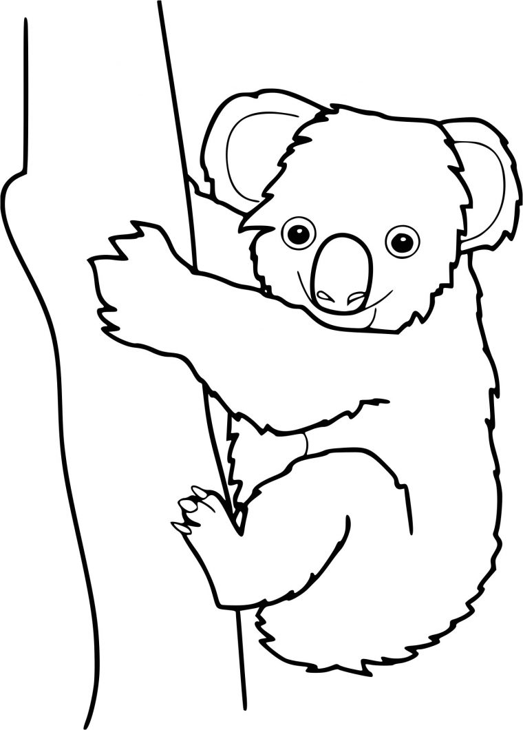 Coloriage A Imprimer Koala Coloriage Koala À Imprimer avec Coloriage Koala A Imprimer