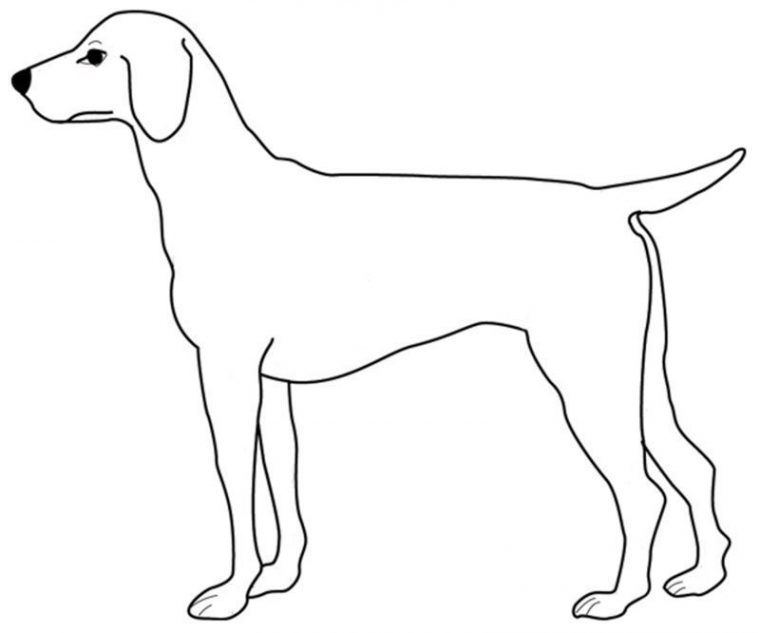 Coloriage Annimaux Domestique tout Coloriage Labrador A Imprimer