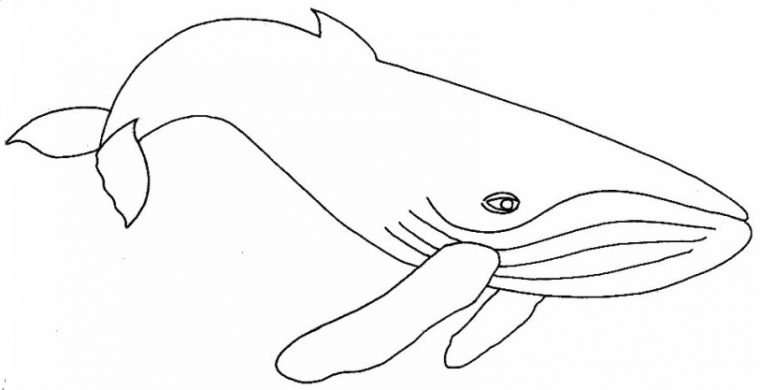 Coloriage Baleine À Imprimer Pour Les Enfants – Cp02696 avec Coloriage Baleine A Imprimer Gratuit