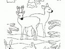 Coloriage Biches Lapins Noel Coloriage Sur Hugolescargot avec Dessin Forêt À Imprimer