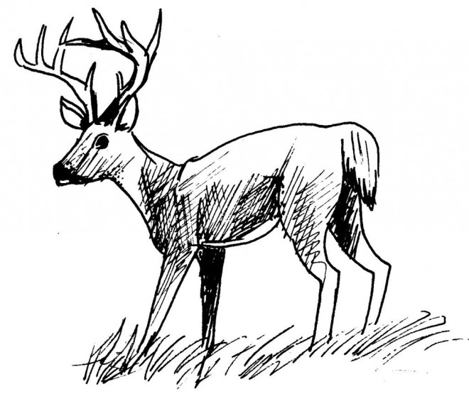 Coloriage Chevreuil Mâle En Noir Dessin Gratuit À Imprimer destiné Dessin Forêt À Imprimer
