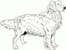 Coloriage Chien Golden Retriever A Imprimer - 1001 Animaux à Coloriage Labrador A Imprimer