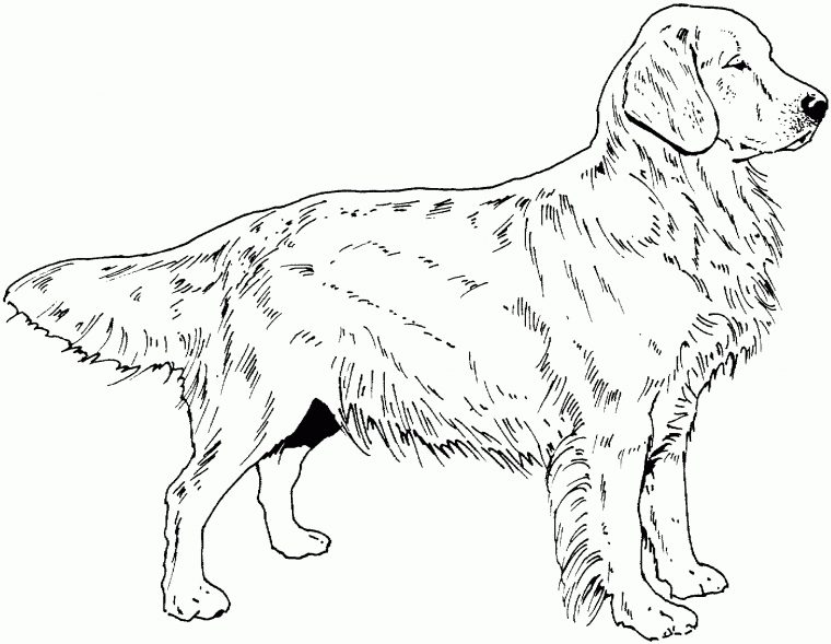 Coloriage Chien Golden Retriever A Imprimer – 1001 Animaux à Coloriage Labrador A Imprimer