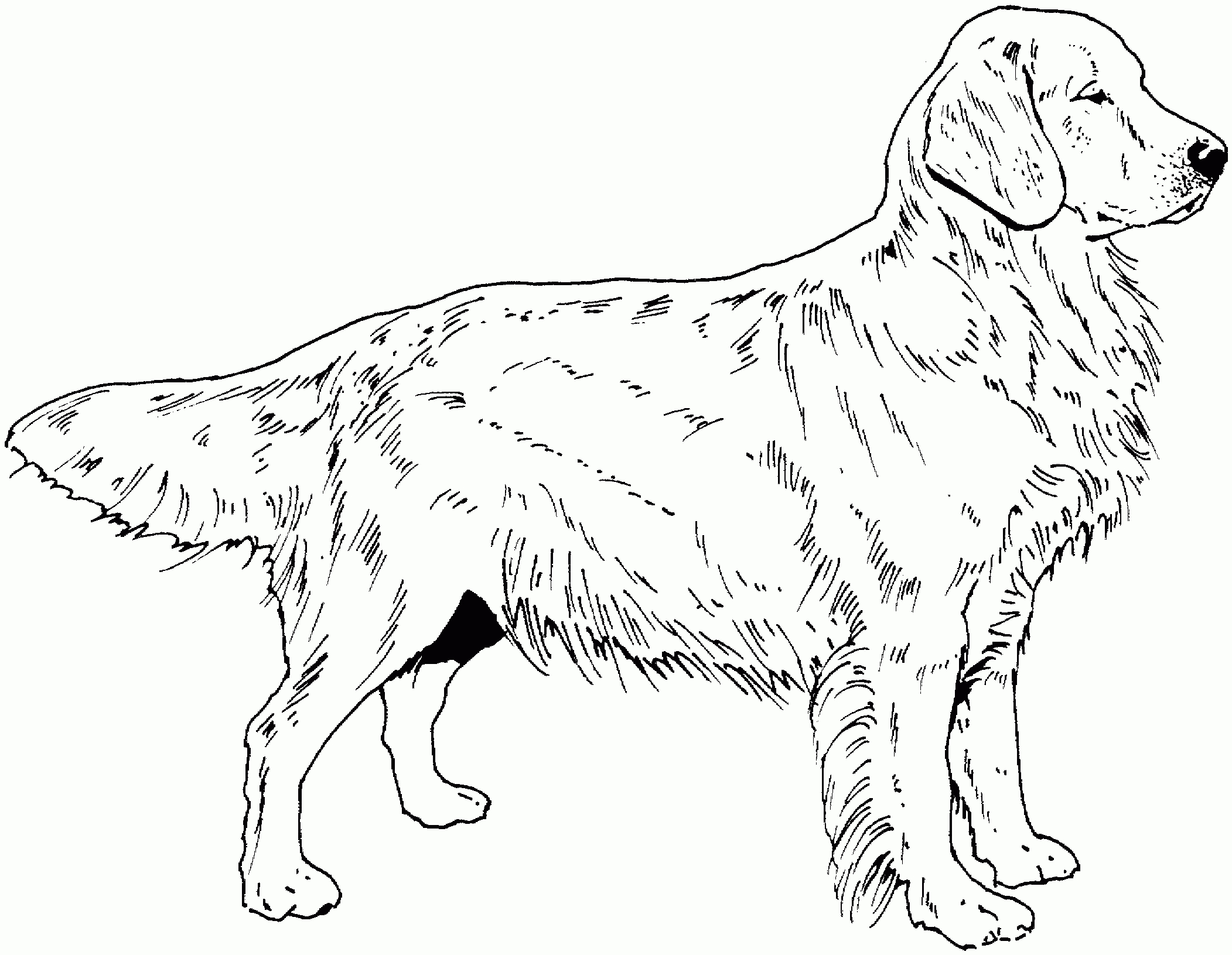 Coloriage Chien Golden Retriever A Imprimer - 1001 Animaux à Coloriage Labrador A Imprimer