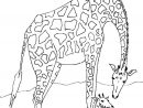 Coloriage Colorier - Coloriage Girafe Colorier concernant Coloriage De Paon Gratuit A Imprimer