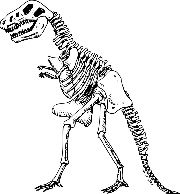 Coloriage Dinosaure Squelette À Imprimer Sur Coloriages concernant Coloriage Dinosaure