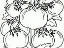 Coloriage D’un Beau Plant De Tomates | Coloriage A à Oloriage Potager A Imprimer