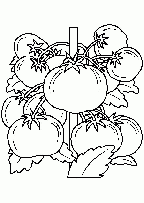 Coloriage D’un Beau Plant De Tomates | Coloriage A à Oloriage Potager A Imprimer