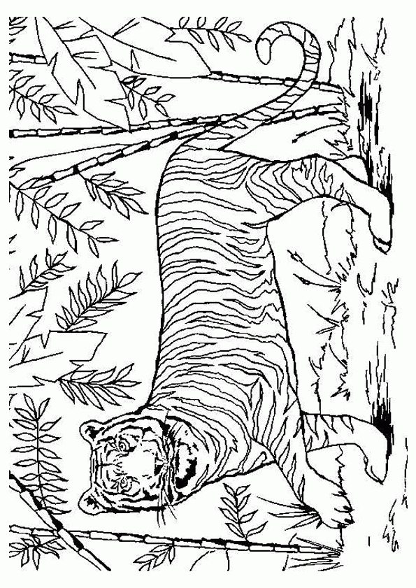 Coloriage D’un Tigre Dans La Jungle | Coloriage Tigre serapportantà Coloriage De Zoo