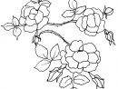 Coloriage D'Une Branche De Roses - Tête À Modeler dedans Coloriage D Une Rose