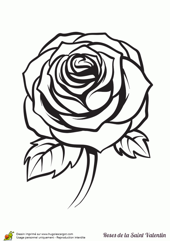 Coloriage D’une Rose Gracieuse Pour La Saint Valentin pour Dessin De Rose A Imprimer