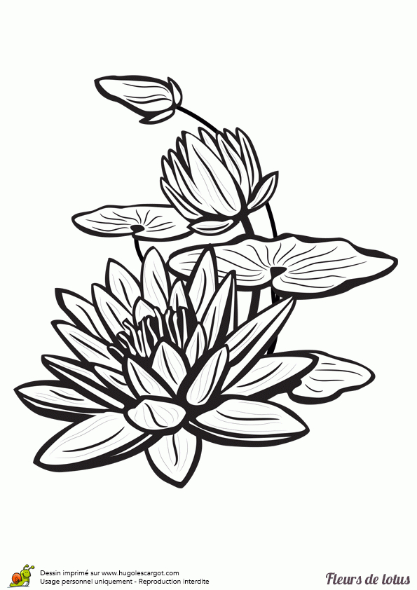 Coloriage Fleur De Lotus Sur L Eau Sur Hugolescargot encequiconcerne Dessin De Fleure