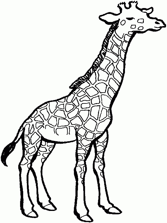 Coloriage Girafe Et Girafon encequiconcerne Coloriage Girafe A Imprimer Gratuit