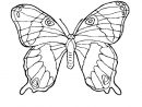 Coloriage Grand Papillon - Momes avec Coloriage Papillon