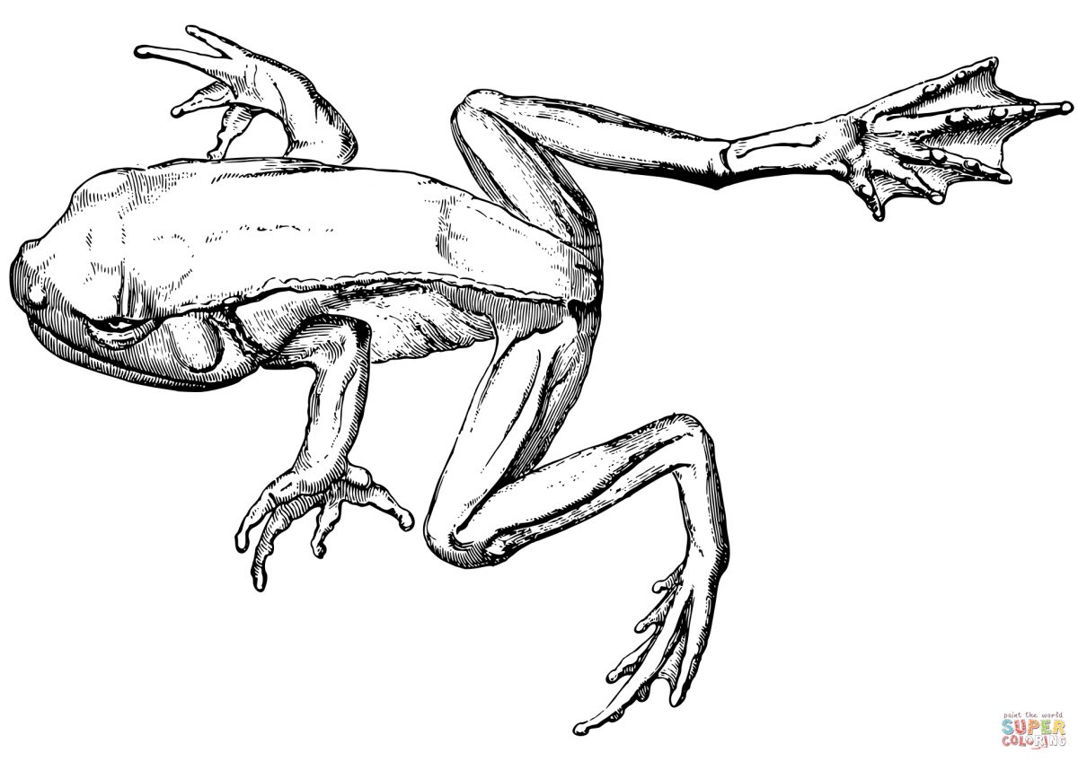 Grenouille Verte Joyeuse Avec Un Cercle De Se Baigner Dans intérieur