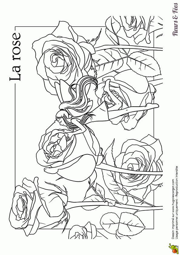 Coloriage La Fée Des Fleurs La Rose à Coloriage De Fée A Imprimer