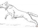Coloriage - Labrador Retriever Sautant | Coloriages À concernant Dessin De Golden Retriever A Imprimer