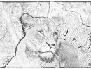 Coloriage Lionne Zoo De Jurques 0918 1024X695 À Imprimer encequiconcerne Coloriage Lionne