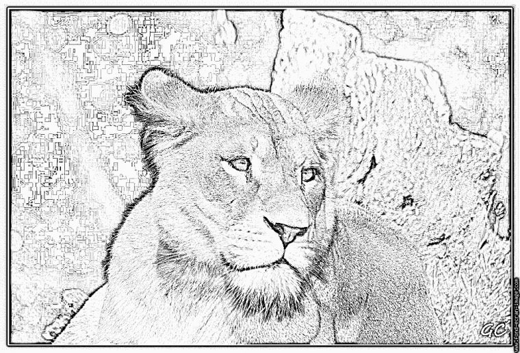 Coloriage Lionne Zoo De Jurques 0918 1024X695 À Imprimer encequiconcerne Coloriage Lionne