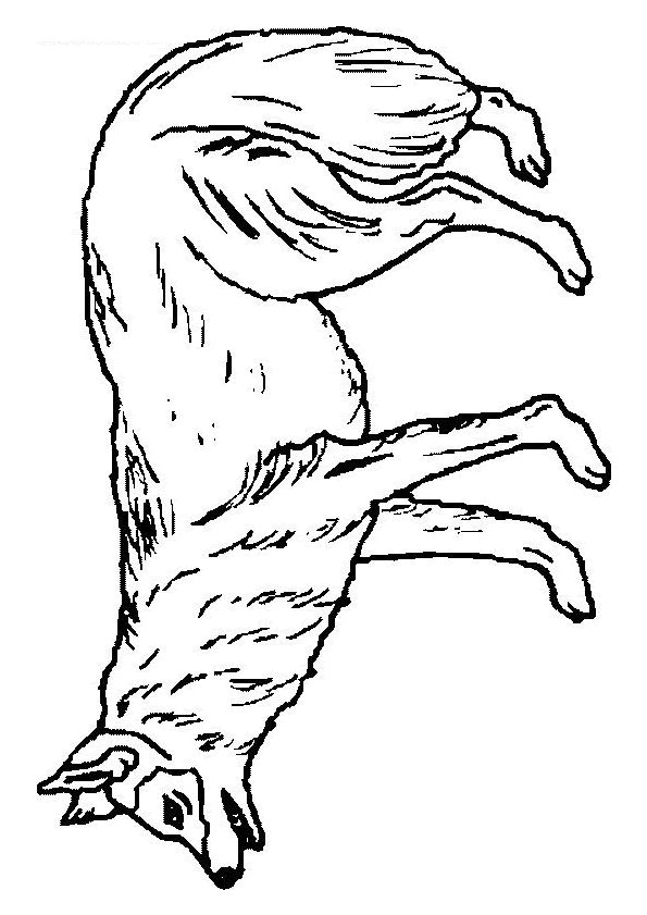 Coloriage Loup 22 Dessin Gratuit À Imprimer encequiconcerne Dessin Forêt À Imprimer