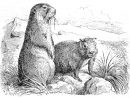 Coloriage Marmotte - Coloriages Gratuits À Imprimer pour Dessin De Marmotte