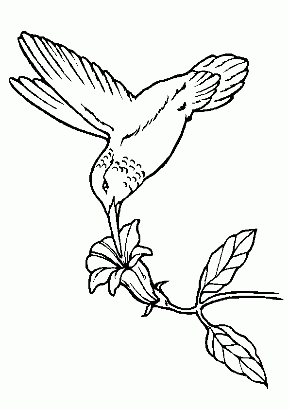 Coloriage Oiseau Et Fleur intérieur Coloriage Oiseaux A Imprimer