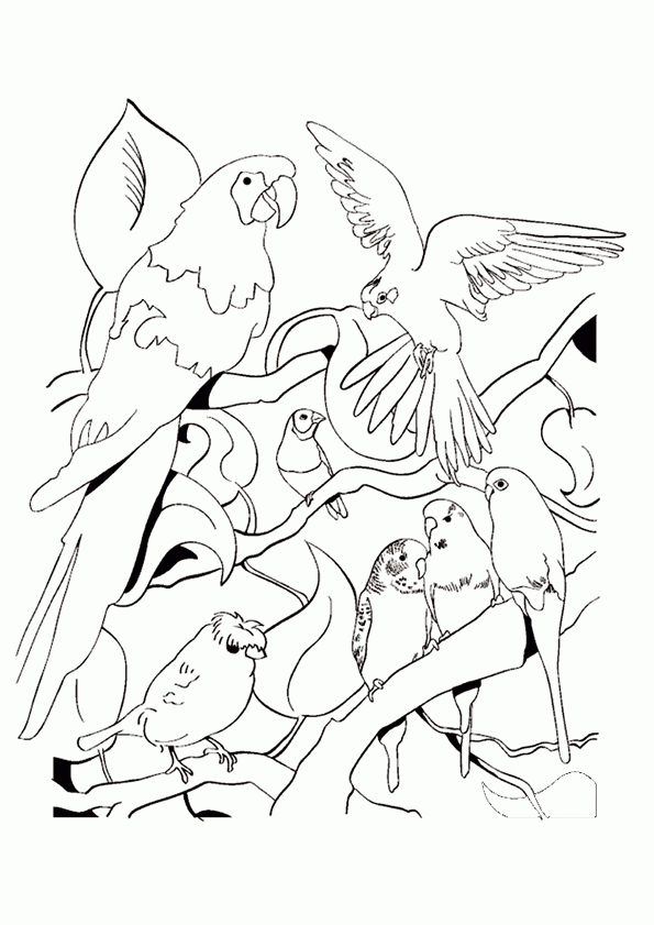 Coloriage Oiseau Perroquets Sur Hugolescargot destiné Coloriage Oiseaux A Imprimer