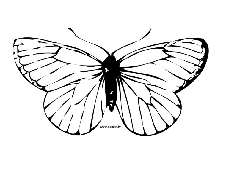 Coloriage Papillon destiné Dessin Petit Papillon