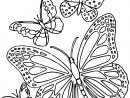 Coloriage Papillon Difficile 6 Dessin Gratuit À Imprimer serapportantà Coloriage De Papillon A Imprimer Gratuit