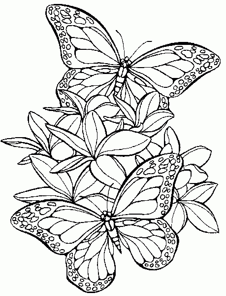 Coloriage Papillons À Colorier Gratuit - Animaux destiné Coloriage De Papillon A Imprimer Gratuit