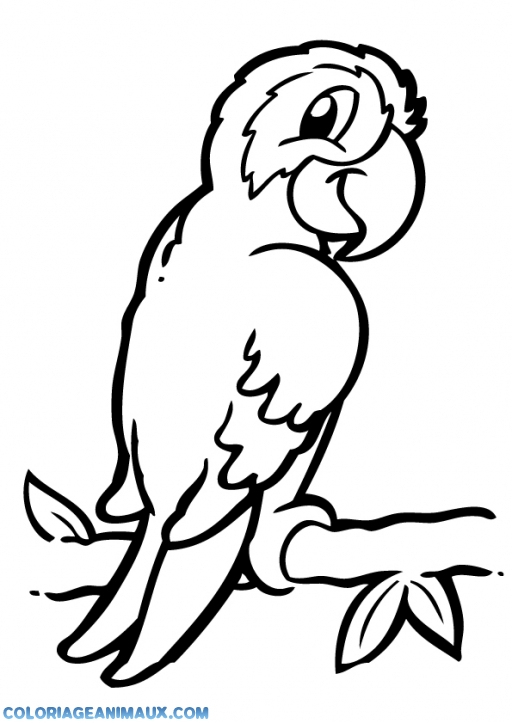 Coloriage Petit Perroquet Avec Un Regard Malicieux À Imprimer concernant Coloriage De Perroquet A Imprimer Gratuit