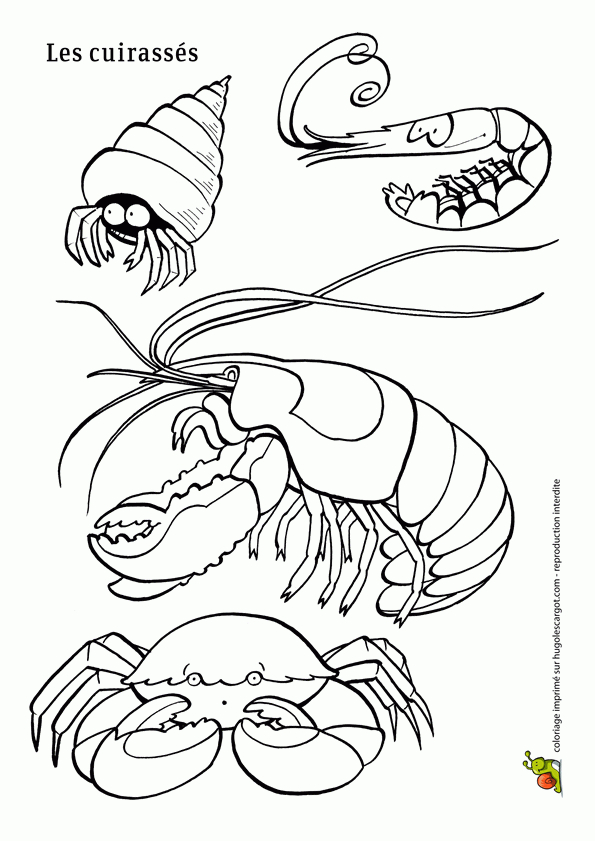 Coloriage Poisson Avril Cuirasses Sur Hugolescargot pour Coloriage Poisson
