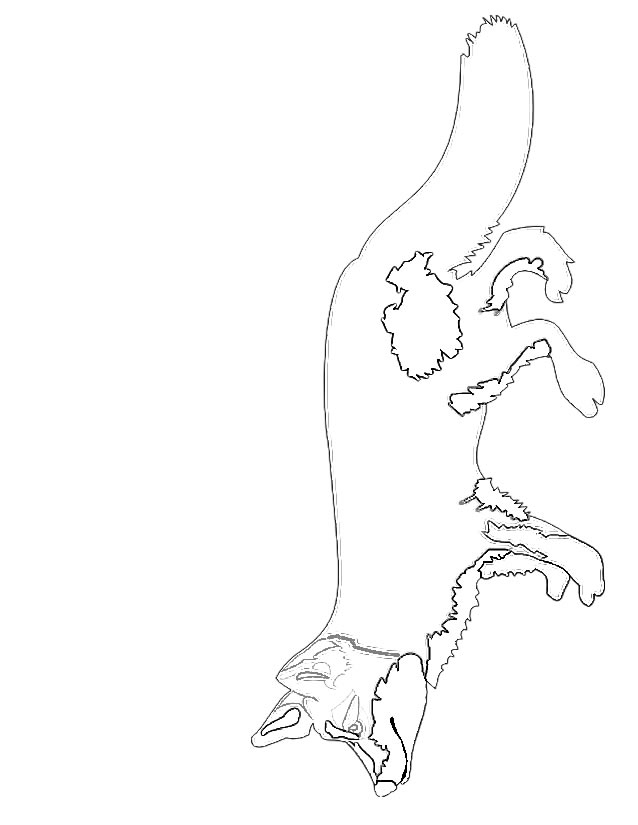 Coloriage Renard À Imprimer Gratuitement dedans Coloriage Renard