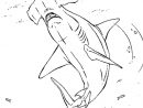 Coloriage Requin Marteau En Ligne Gratuit À Imprimer destiné Requin A Colorier