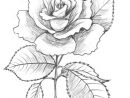 Coloriage Rose Au Crayon Dessin Gratuit À Imprimer encequiconcerne Dessin De Rose A Imprimer