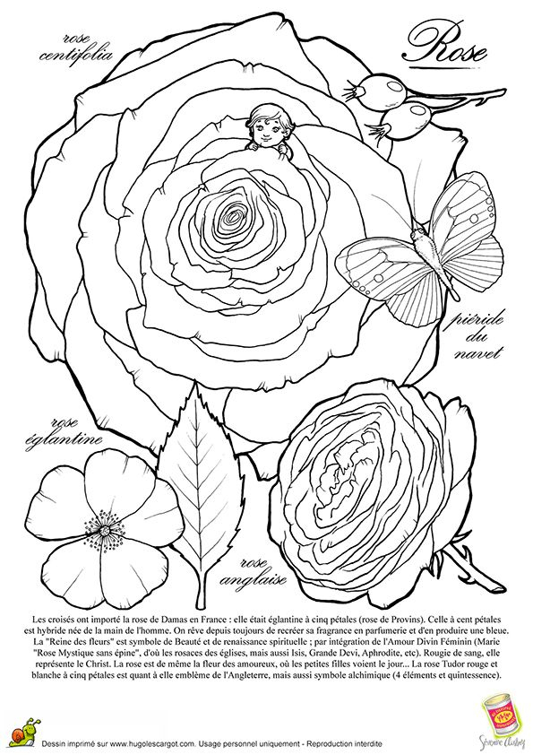 Coloriage Rose Et Rosace (Avec Images) | Coloriage avec Dessin Rosace Fleur Coloriage Rose Et Rosace (Avec Images) | Coloriage avec Dessin Rosace Fleur