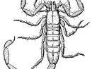 Coloriage Scorpion - Coloriages Gratuits À Imprimer à Coloriage Scorpion