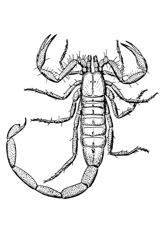 Coloriage Scorpion – Coloriages Gratuits À Imprimer à Coloriage Scorpion