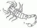 Coloriage Signe Scorpion À Imprimer Sur Coloriages serapportantà Coloriage Scorpion