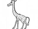 Coloriage Une Petite Girafe Dessin Gratuit À Imprimer intérieur Coloriage Girafe A Imprimer Gratuit