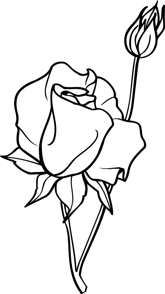 Coloriage : Une Rose Ouverte Et Bouton De Rose - Dory.fr intérieur Dessin De Rose A Imprimer