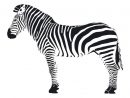 Coloriage Zebre - Recherche Google | Zebre Dessin, Clipart pour Image De Dessin A Dessiner